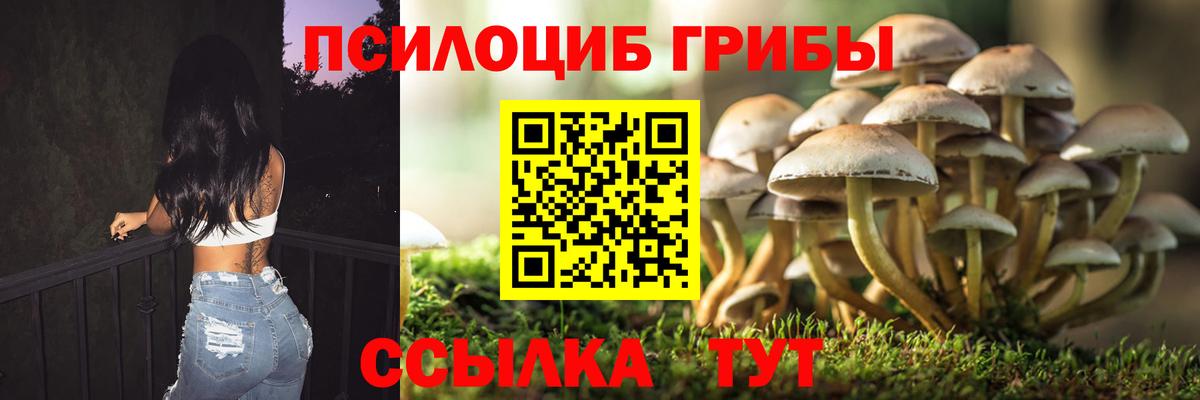 Псилоцибиновые грибы Cubensis Городец